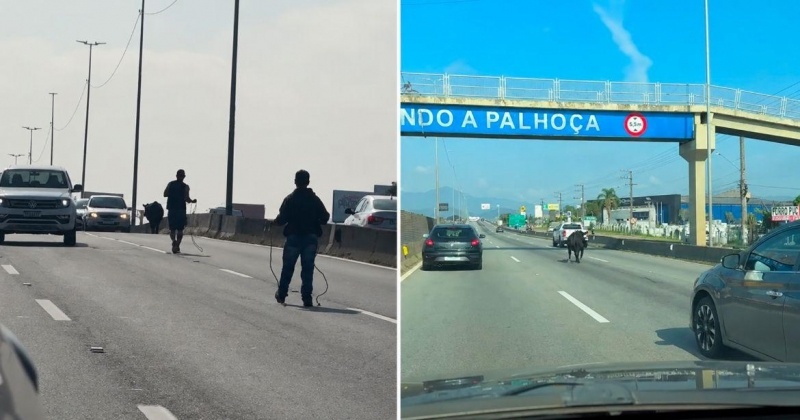 Boiadeiro por um dia: Motorista para o trânsito e ajuda a resgatar vaca na br-101 em SC
