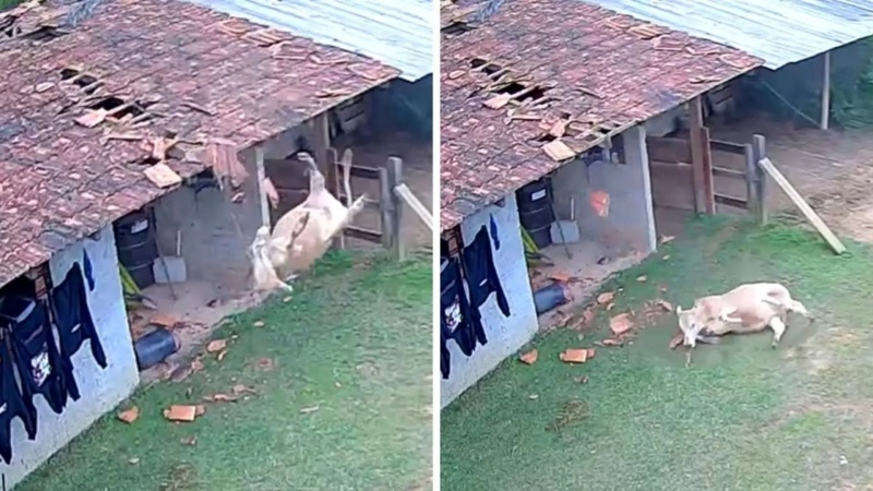 Vídeo: Vaca cai sobre telhado de residência em SC