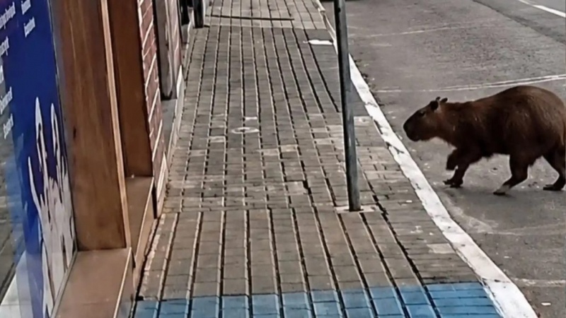 Vídeo: Capivara invade loja e chama atenção no Centro de Videira