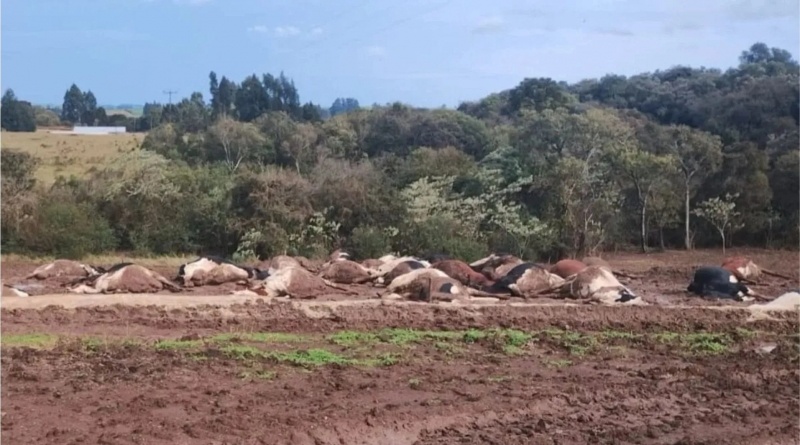 Cerca de 30 vacas morrem após cabo de energia cair sobre rebanho