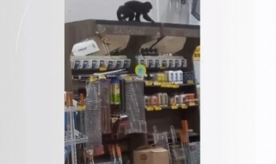 Macaco entra em supermercado duas vezes, bebe cerveja, come pinhão e é apreendido