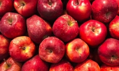 Produtores de maçã destinam mais de 18 toneladas da fruta para abrigos no RS
