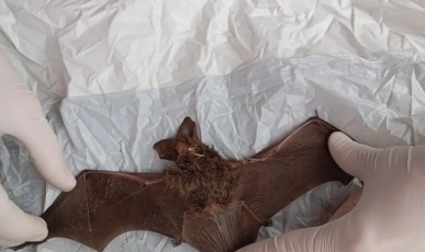 Criança de 9 anos é socorrida após ser mordida por morcego