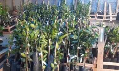 Salto Veloso abre pedidos de mudas frutíferas e ornamentais e projeta distribuir mais de 2 mil unidades