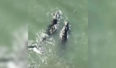 Vídeo: Baleias-francas surpreendem e aparecem mais cedo no litoral brasileiro