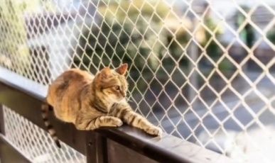 Mulher cria 400 gatos em apartamento em Concórdia