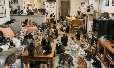 MPSC divulga mais detalhes sobre retirada de mais de 400 gatos de imóvel em Concórdia