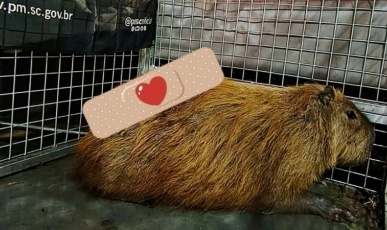 Capivara é resgatada em Fraiburgo após mais de 2 horas de ação