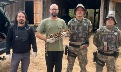 Gato-maracajá é capturado após ataques a galinhas em propriedade rural