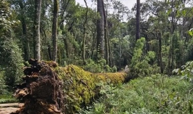 Cientistas querem clonar araucária gigante que caiu em Caçador