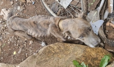 Cenas chocantes: 5 cães em situação extrema de maus-tratos são resgatados em Capinzal