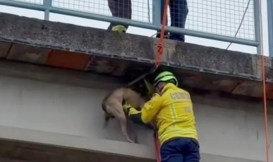 Bombeiros resgatam caramelo preso em passarela sobre a BR-282