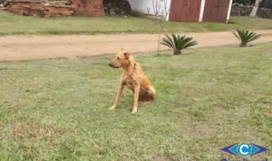 Cachorro é morto a facadas e morador denuncia caso de maus-tratos no interior de Ouro