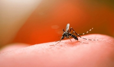 Dengue exige cuidados também no inverno, alerta agente de endemias de Videira
