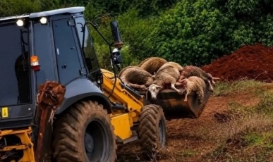 Ataque de onça mata 34 ovelhas e causa prejuízo no Paraná