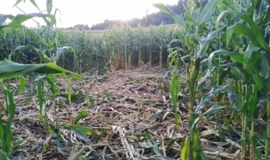 Javalis aterrorizam produtores e destroem lavouras no Paraná
