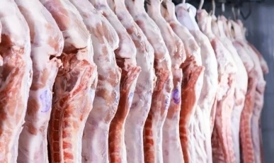 Suinocultura em SC enfrenta crise e prejuízos de R$ 150 por animal