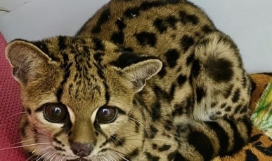 Gato-maracajá com suspeita de atropelamento é resgatado na região