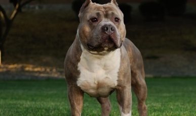 Mulher fica ferida após ataque de pitbull no Oeste