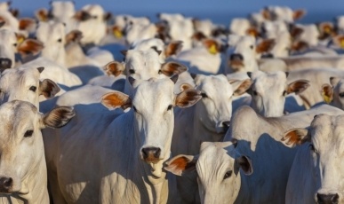Governo trabalha para reverter veto da União Europeia à carne brasileira