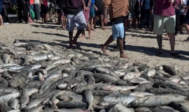 Governo de SC vai à Justiça após suspensão da pesca de arrasto da tainha