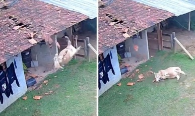 Vídeo: Vaca cai sobre telhado de residência em SC