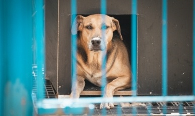 Lei Orelha: Alesc aprova projeto que amplia punições para casos de maus-tratos a animais em SC