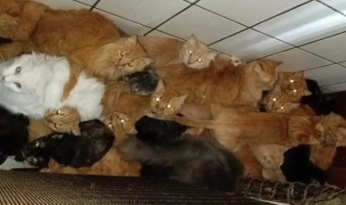 Indiciada por maus-tratos: A cronologia do caso dos 400 gatos em Concórdia