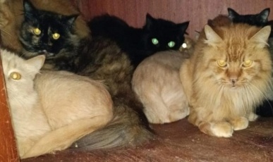 Resgate de gatos em apartamento de Concórdia é concluído; nascimento de filhotes preocupa