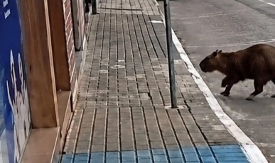 Vídeo: Capivara invade loja e chama atenção no Centro de Videira