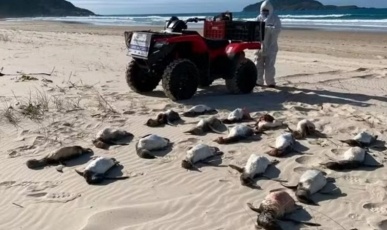 Mais de 2,2 mil pinguins são encontrados mortos nas praias de SC