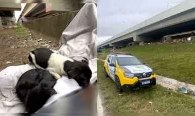 Homem é encontrado morto sob viaduto e cães permanecem ao lado do corpo, no Paraná 
