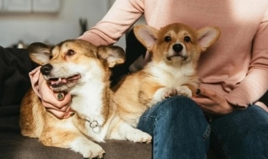 Justiça de SC nega pedido de ‘pensão alimentícia’ para pets de casal separado