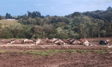 Cerca de 30 vacas morrem após cabo de energia cair sobre rebanho