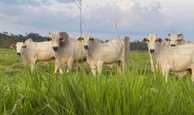 Alerta para suspeita de caso de raiva bovina no Oeste de SC